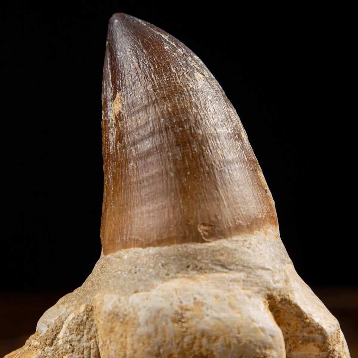Dente Mosasaurus