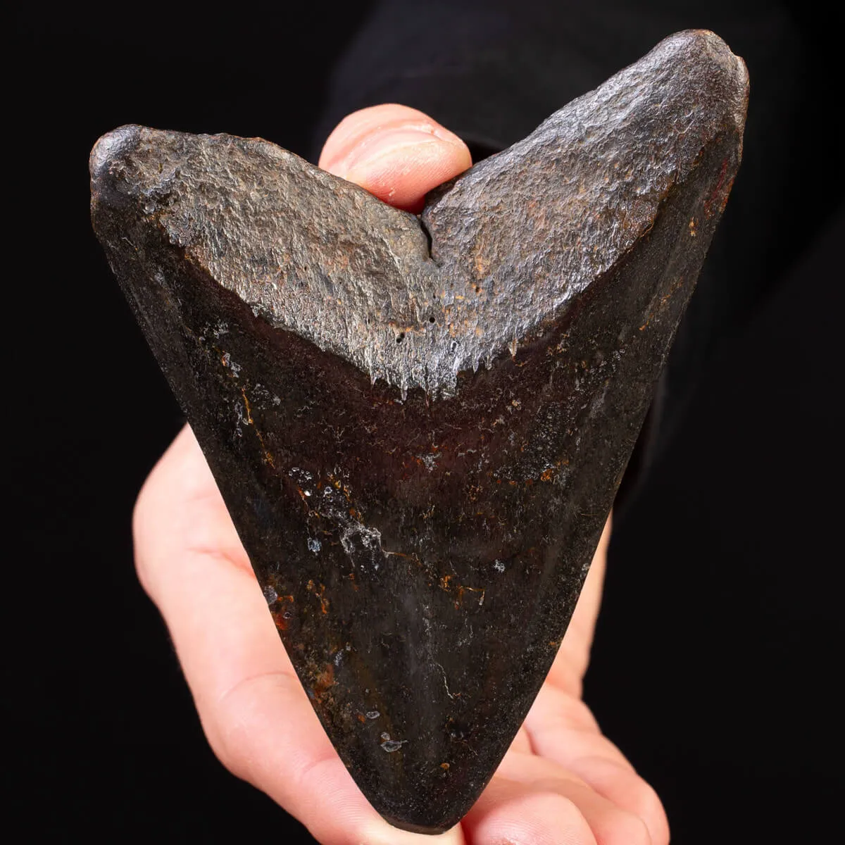 Dente Fossile di Megalodonte – North Carolina