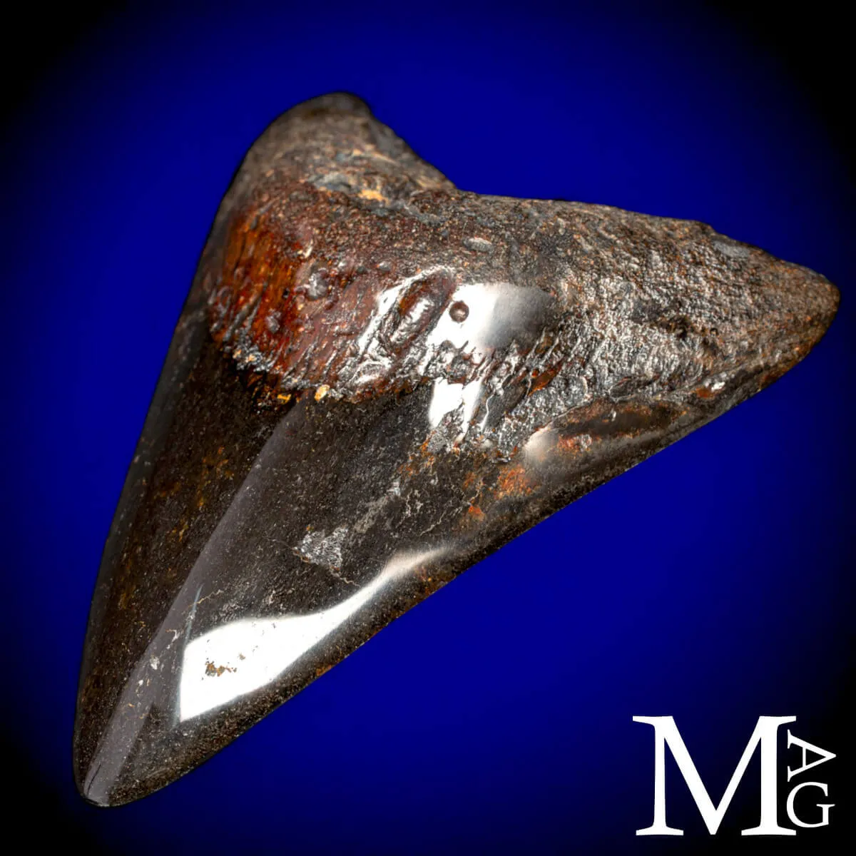 Dente Fossile di Megalodonte – North Carolina