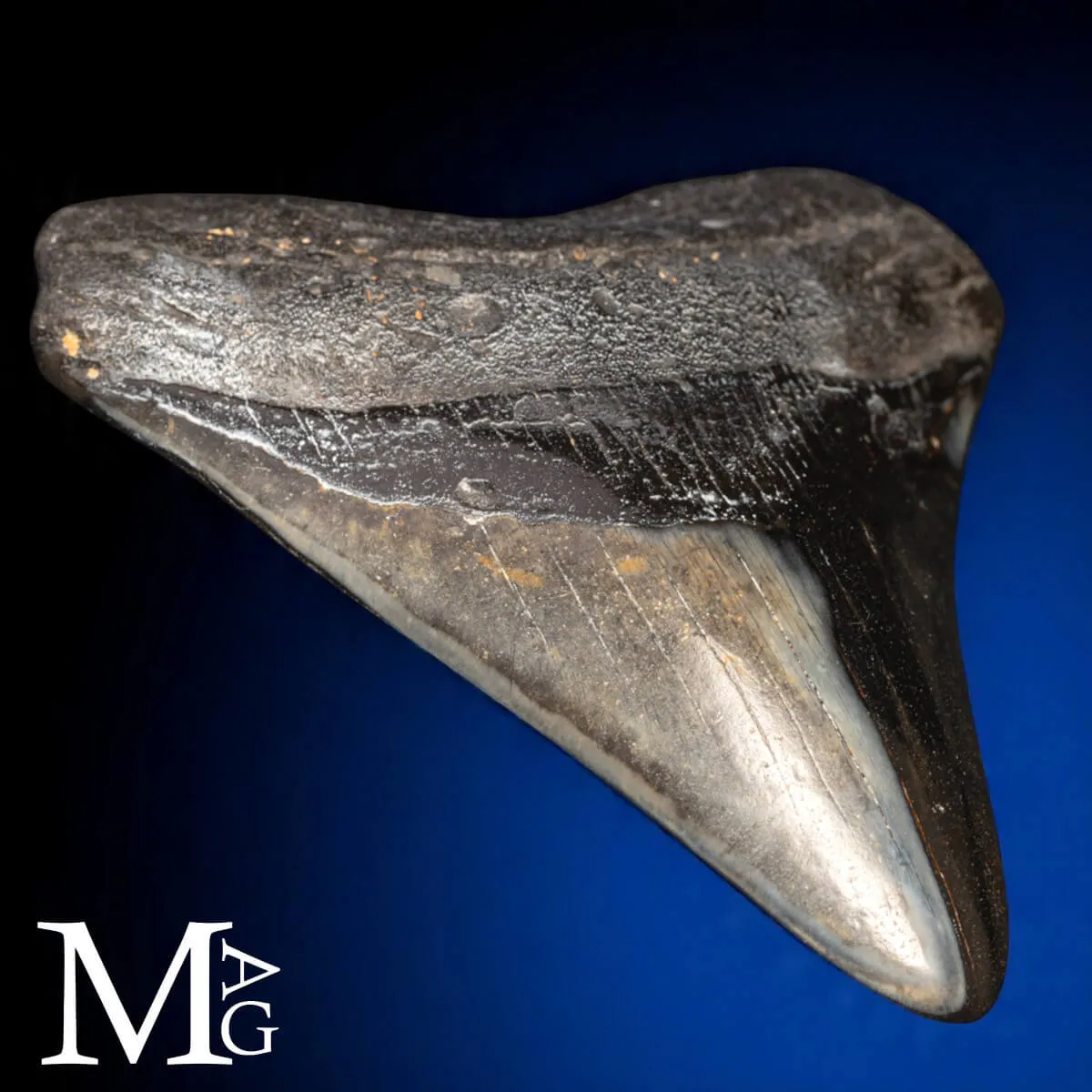 Dente Fossile di Megalodonte – North Carolina