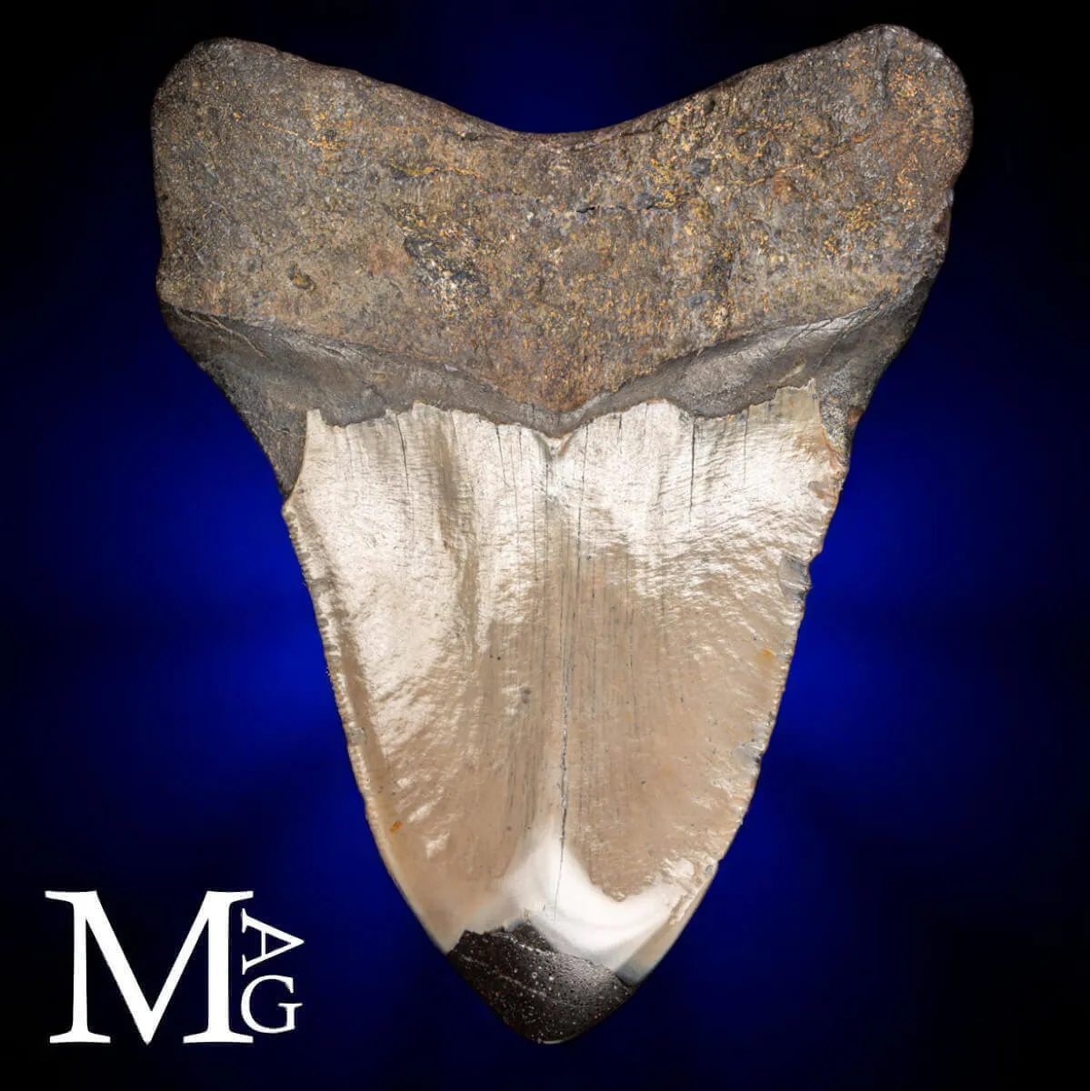 Dente fossile di Megalodonte.