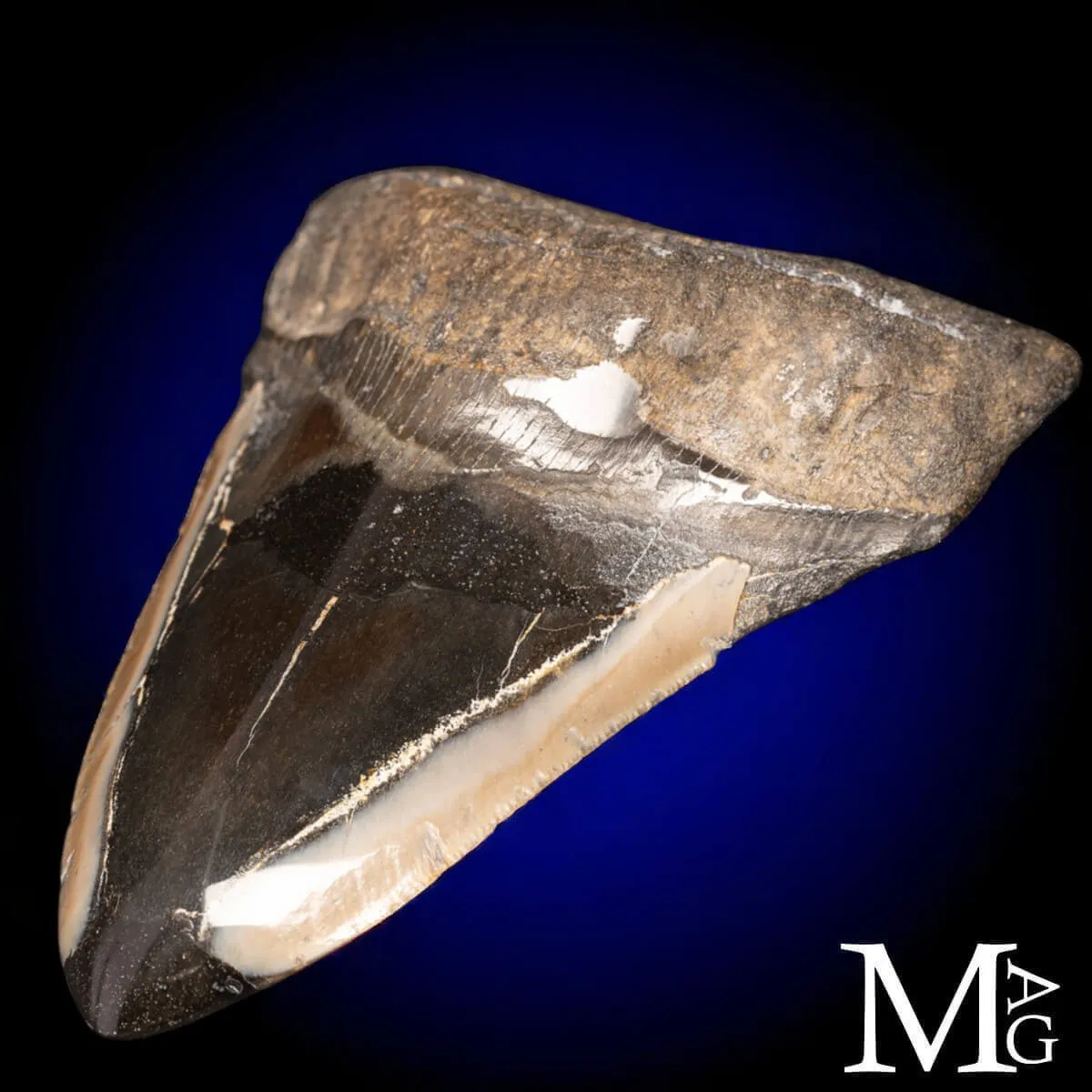Dente fossile di Megalodonte.