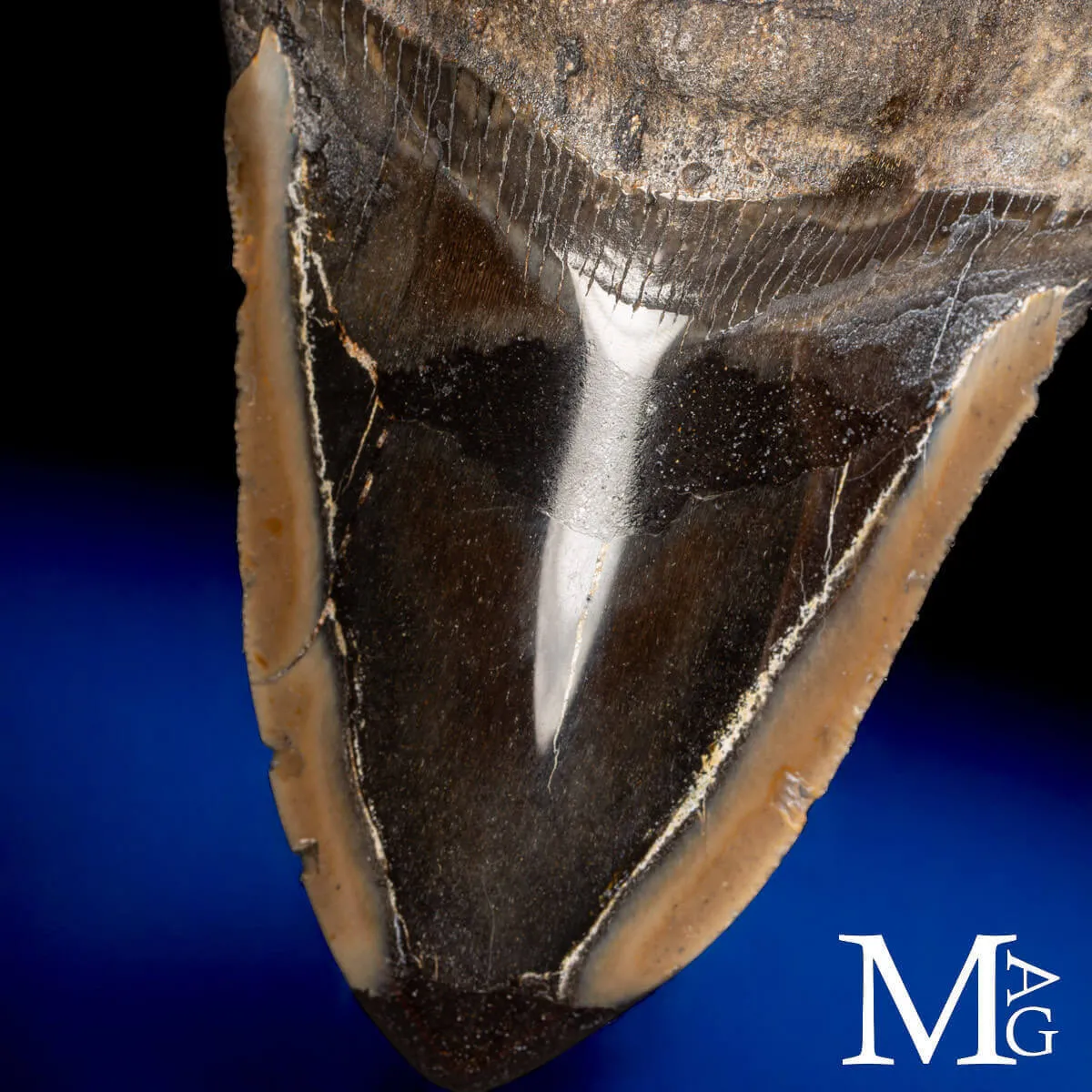 Dente fossile di Megalodonte.