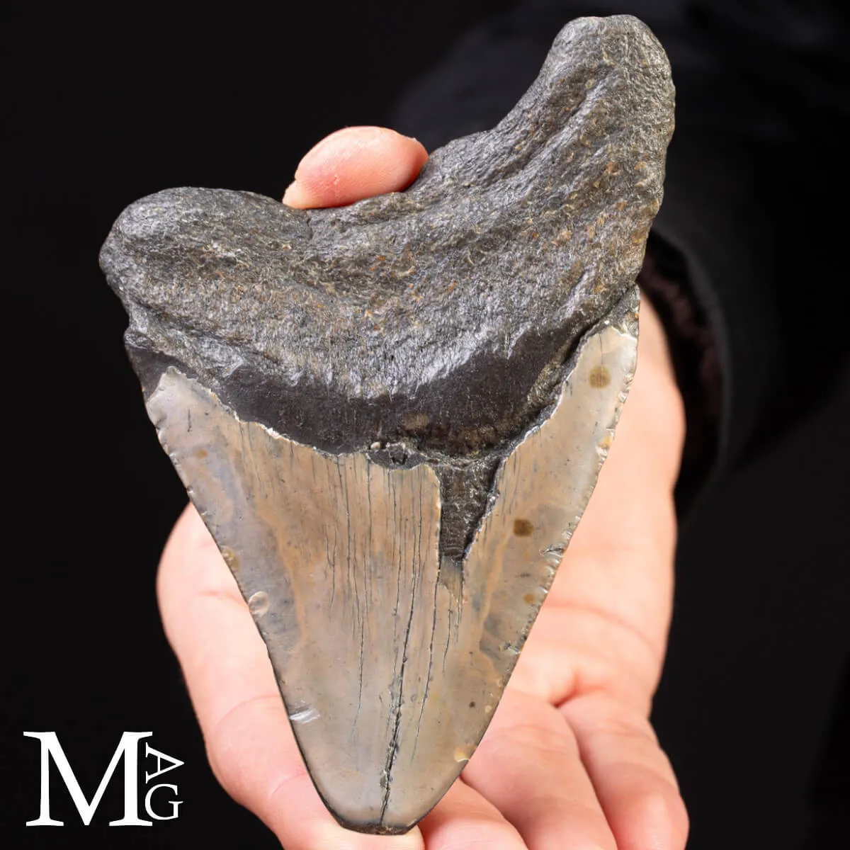 Dente Fossile di Megalodonte.