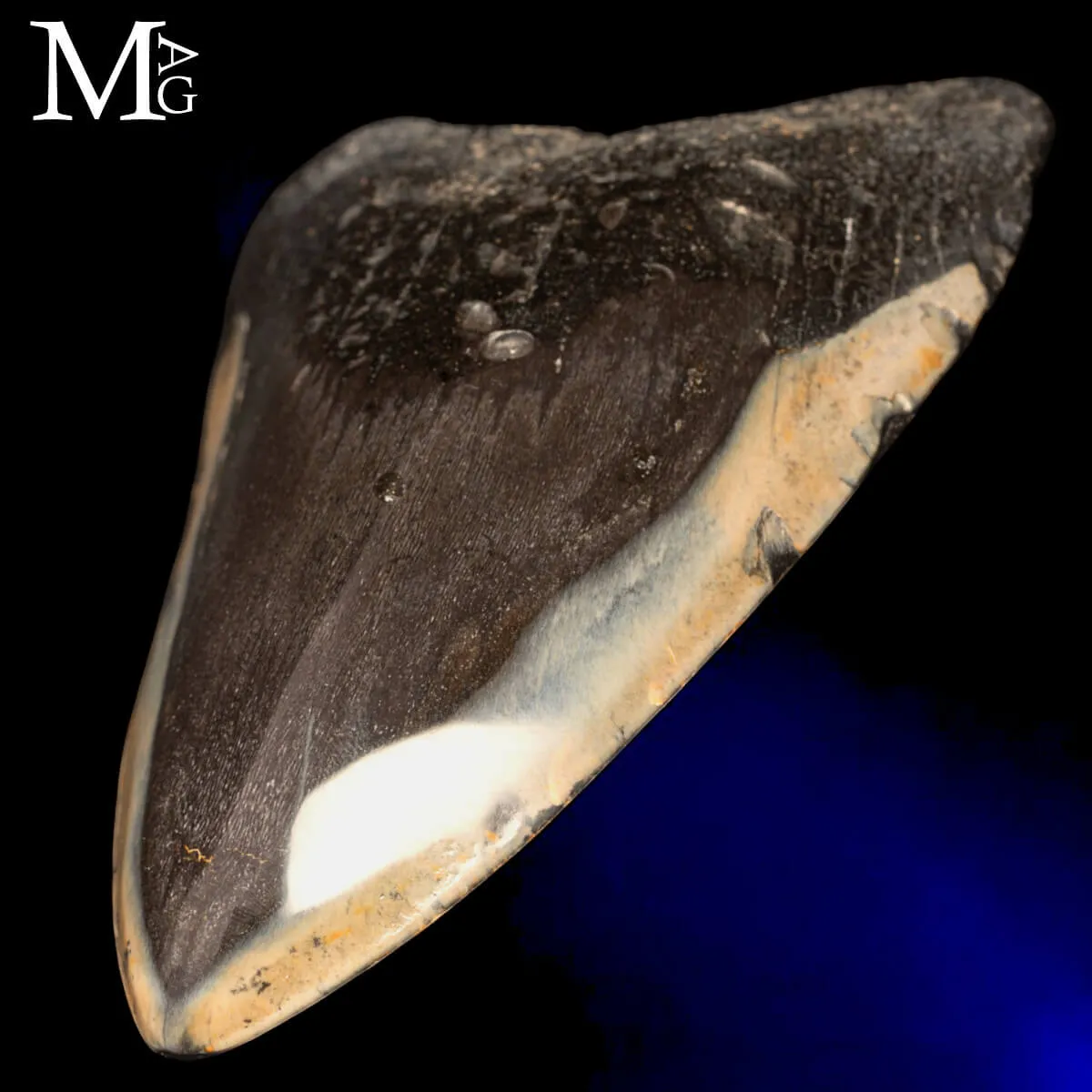 Dente fossile di Megalodon – North Carolina, USA
