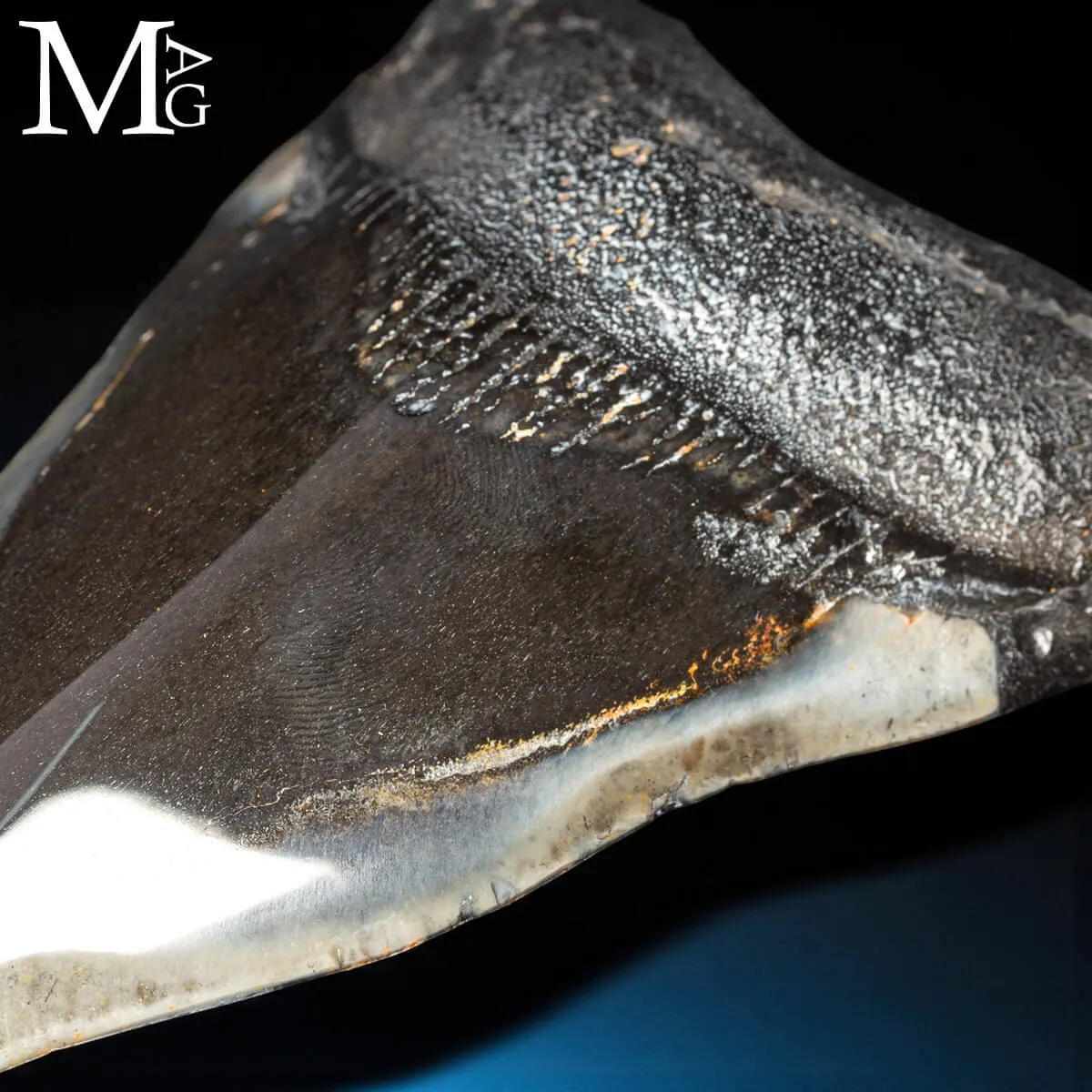 Dente fossile di Otodus Megalodon – North Carolina, USA