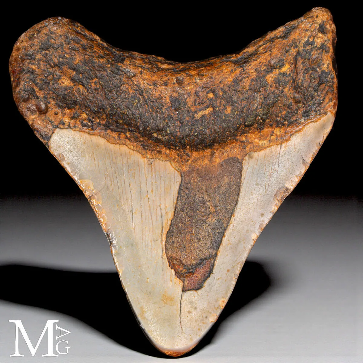 Dente fossile di Megalodon – North Carolina.