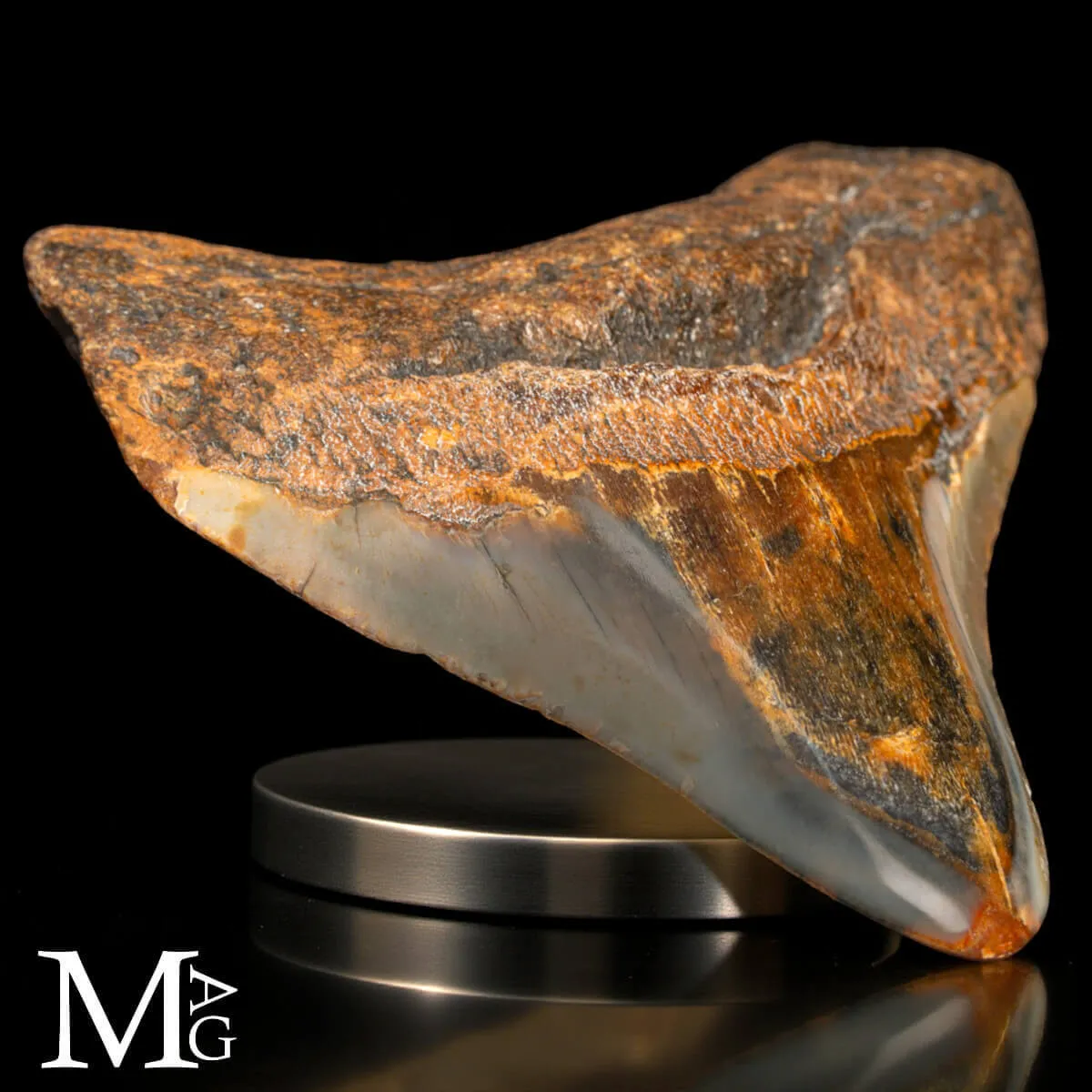Dente fossile di Megalodon – North Carolina.