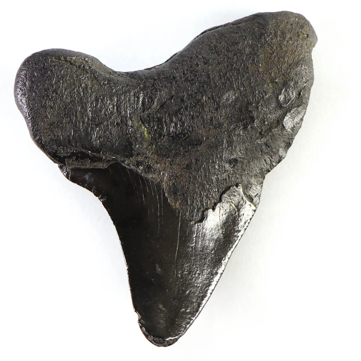 Dente di Megalodonte