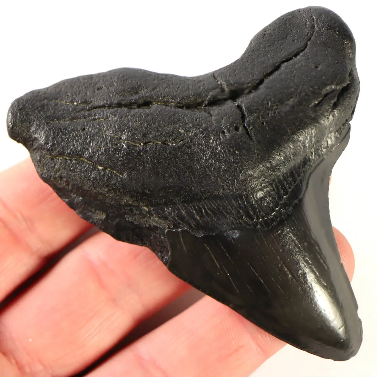 Dente di Megalodonte