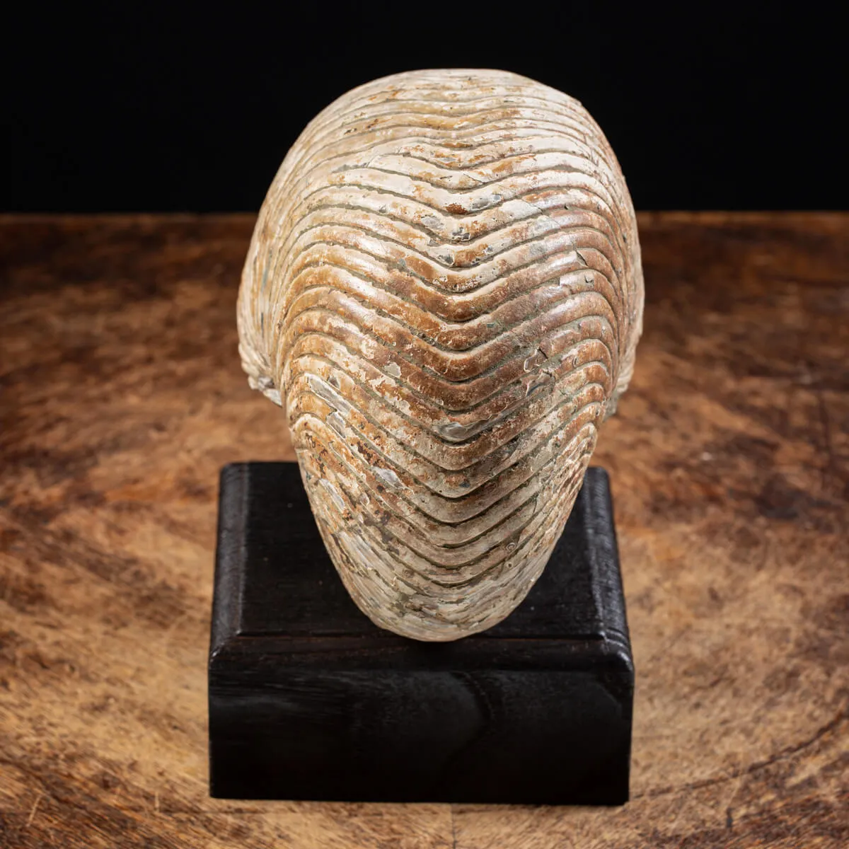 Nautiloide Fossile - Cymatoceras