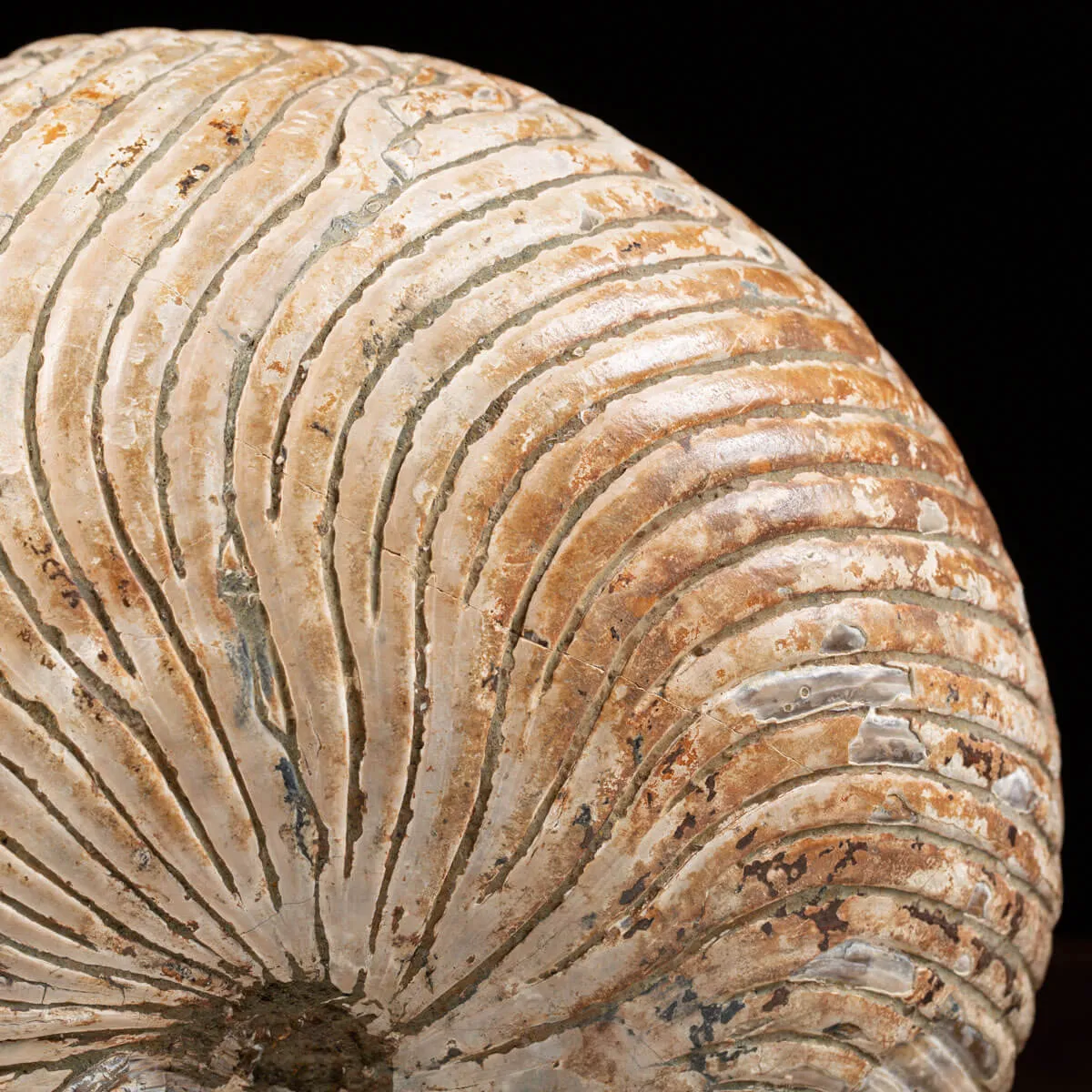 Nautiloide Fossile - Cymatoceras