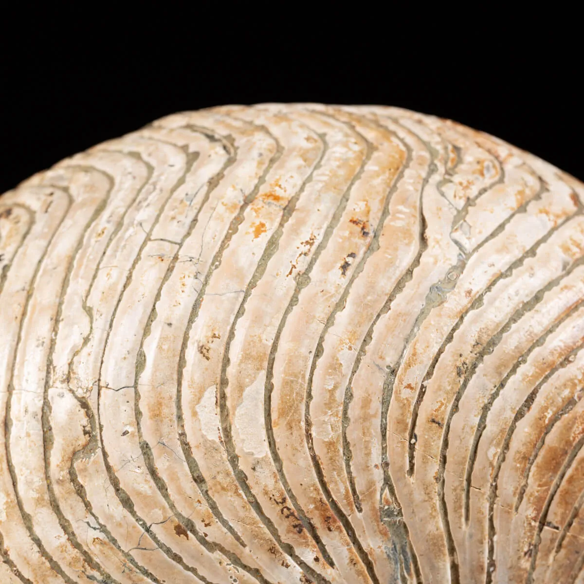 Nautiloide Fossile - Cymatoceras