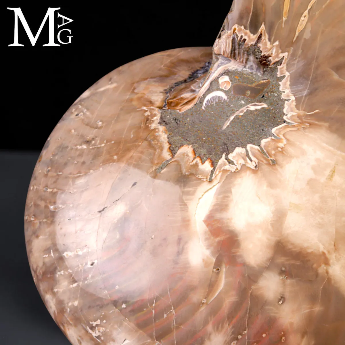 Nautilus Fossile - Riflessi Opalescenti