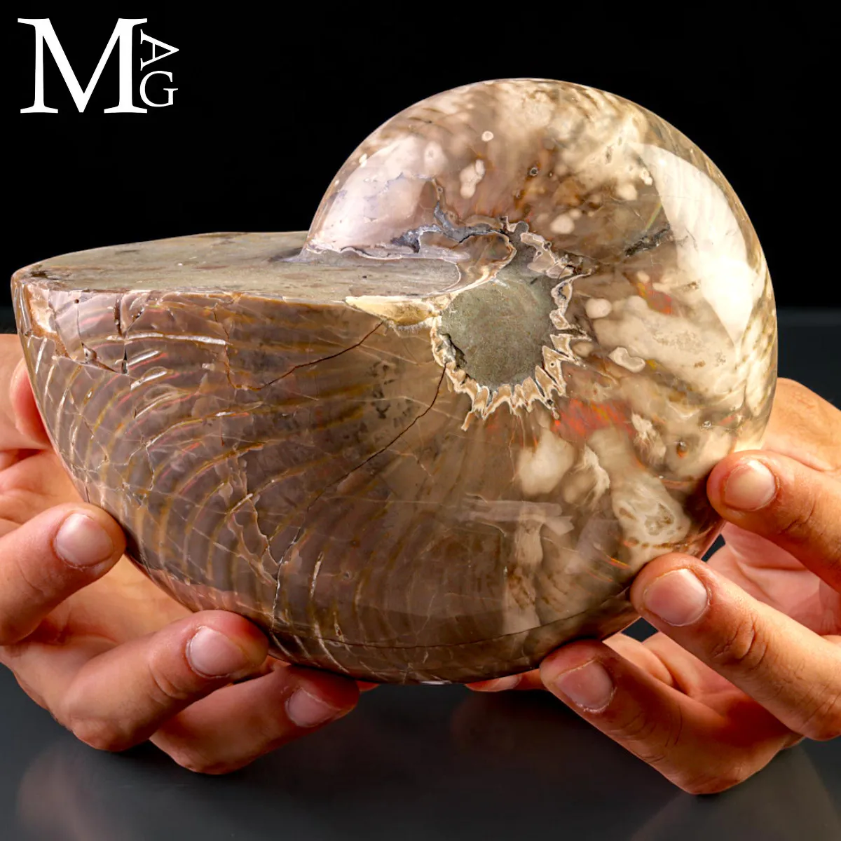 Nautilus Fossile - Riflessi Opalescenti