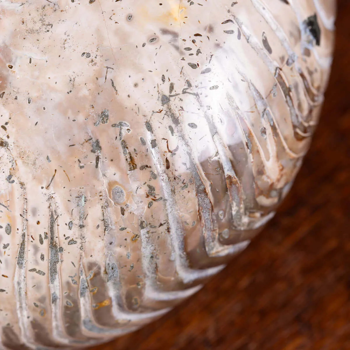Nautilus fossile - Cymatoceras specie