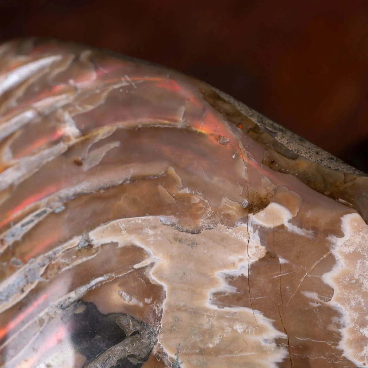 Nautilus fossile - Cymatoceras specie