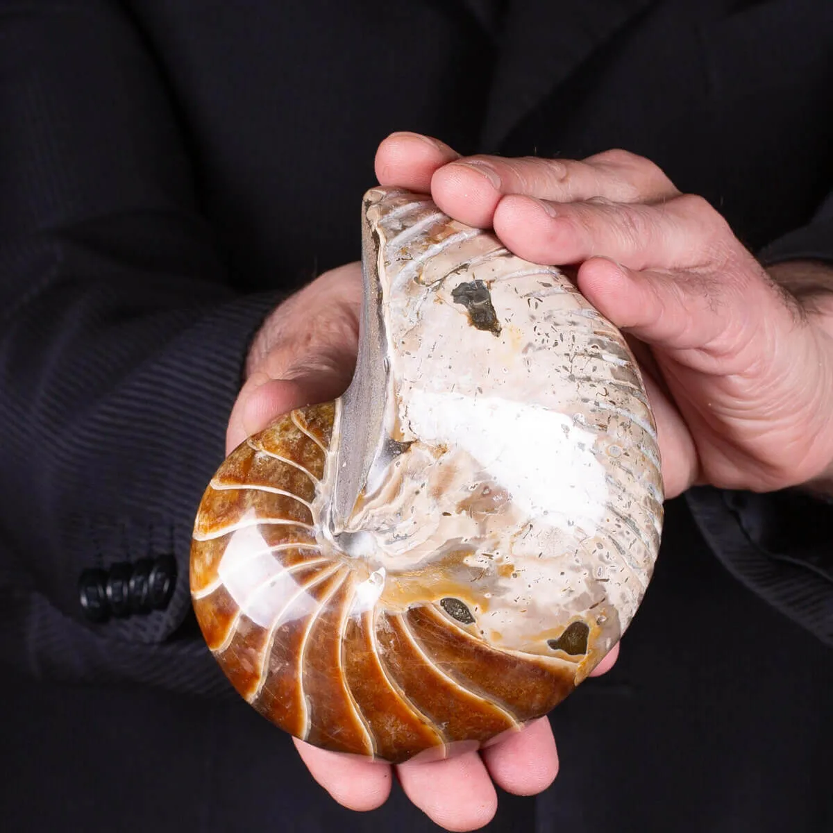 Nautilus fossile - Cymatoceras specie