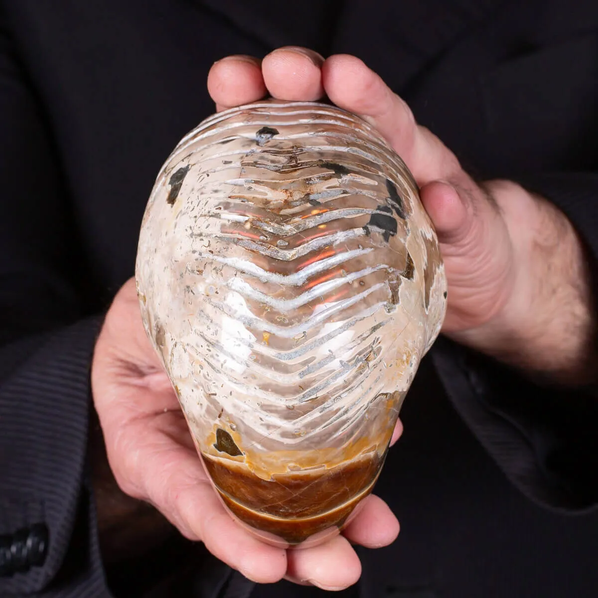 Nautilus fossile - Cymatoceras specie