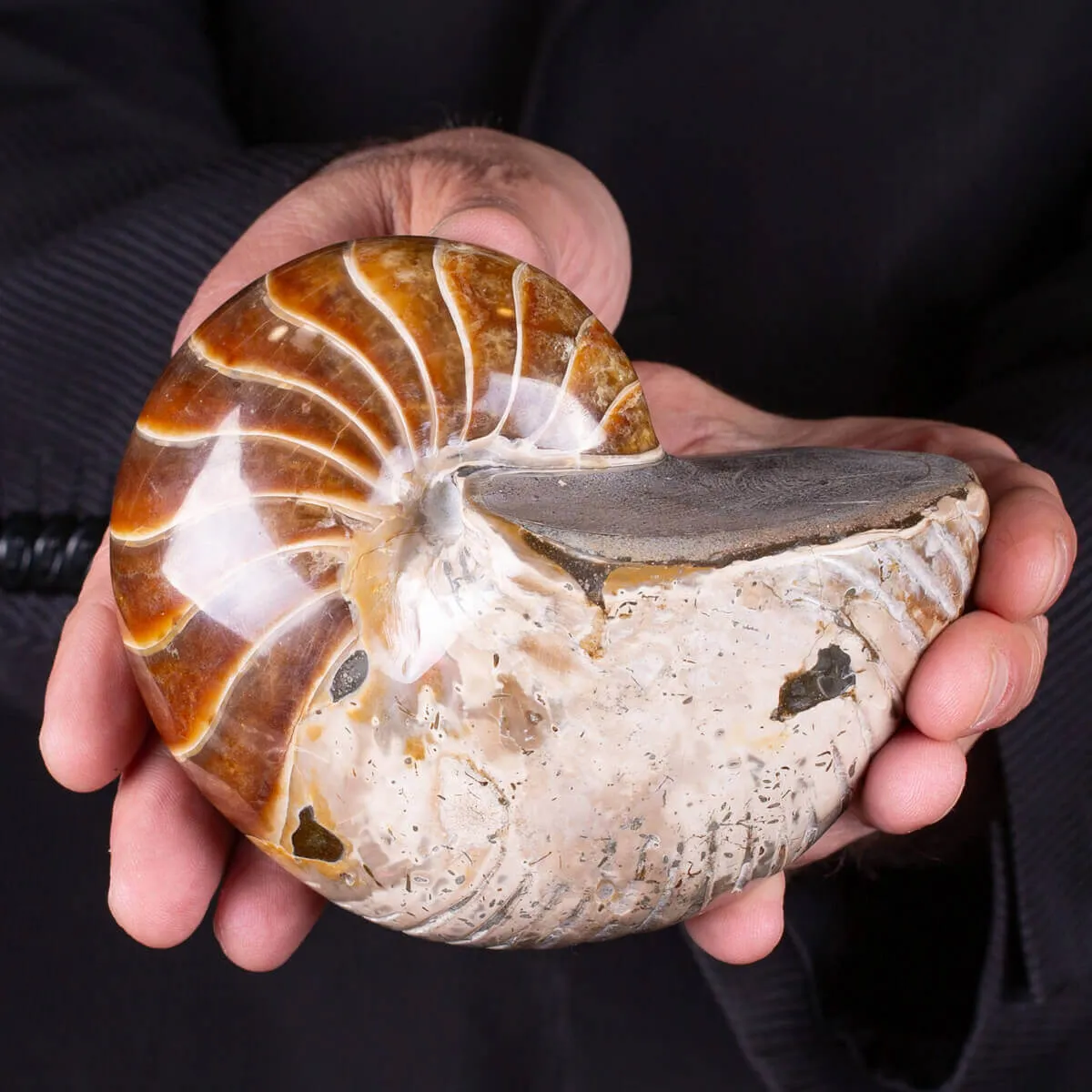 Nautilus fossile - Cymatoceras specie