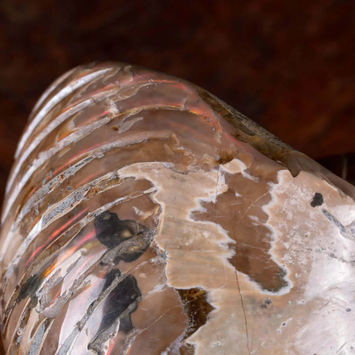 Nautilus fossile - Cymatoceras specie
