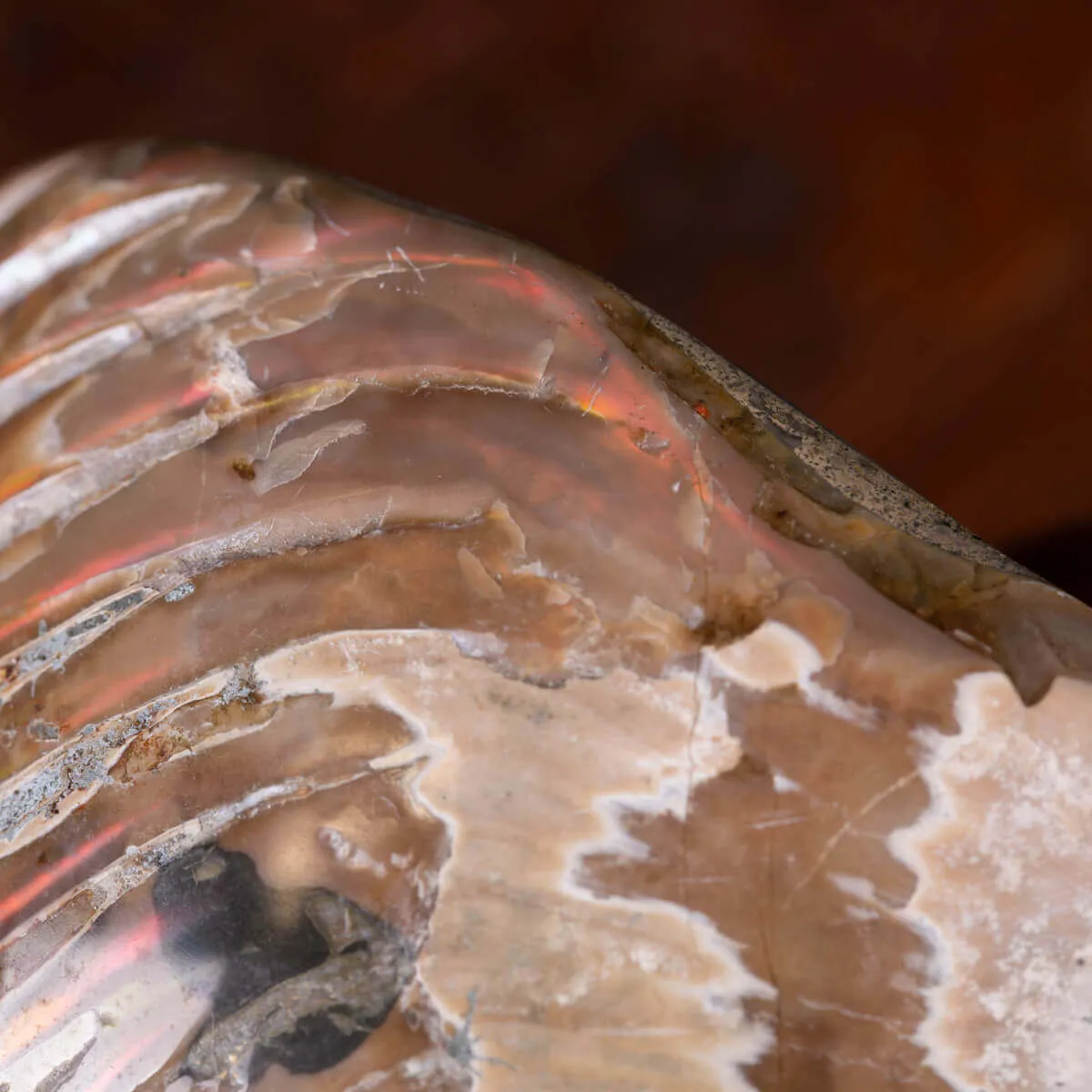Nautilus fossile - Cymatoceras specie