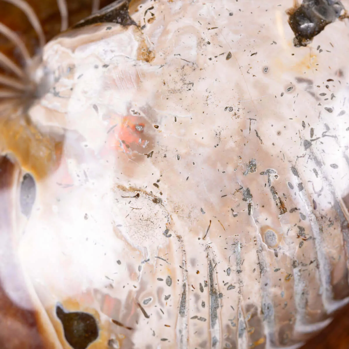 Nautilus fossile - Cymatoceras specie