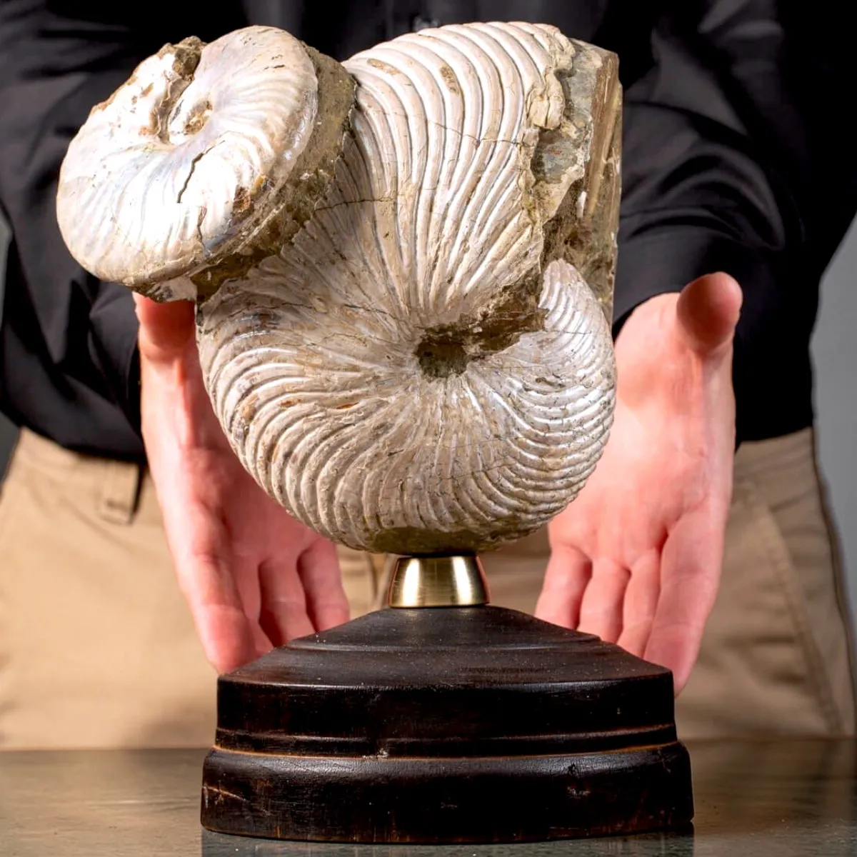 Nautilus fossile con ammonite Cleoniceras opalescente