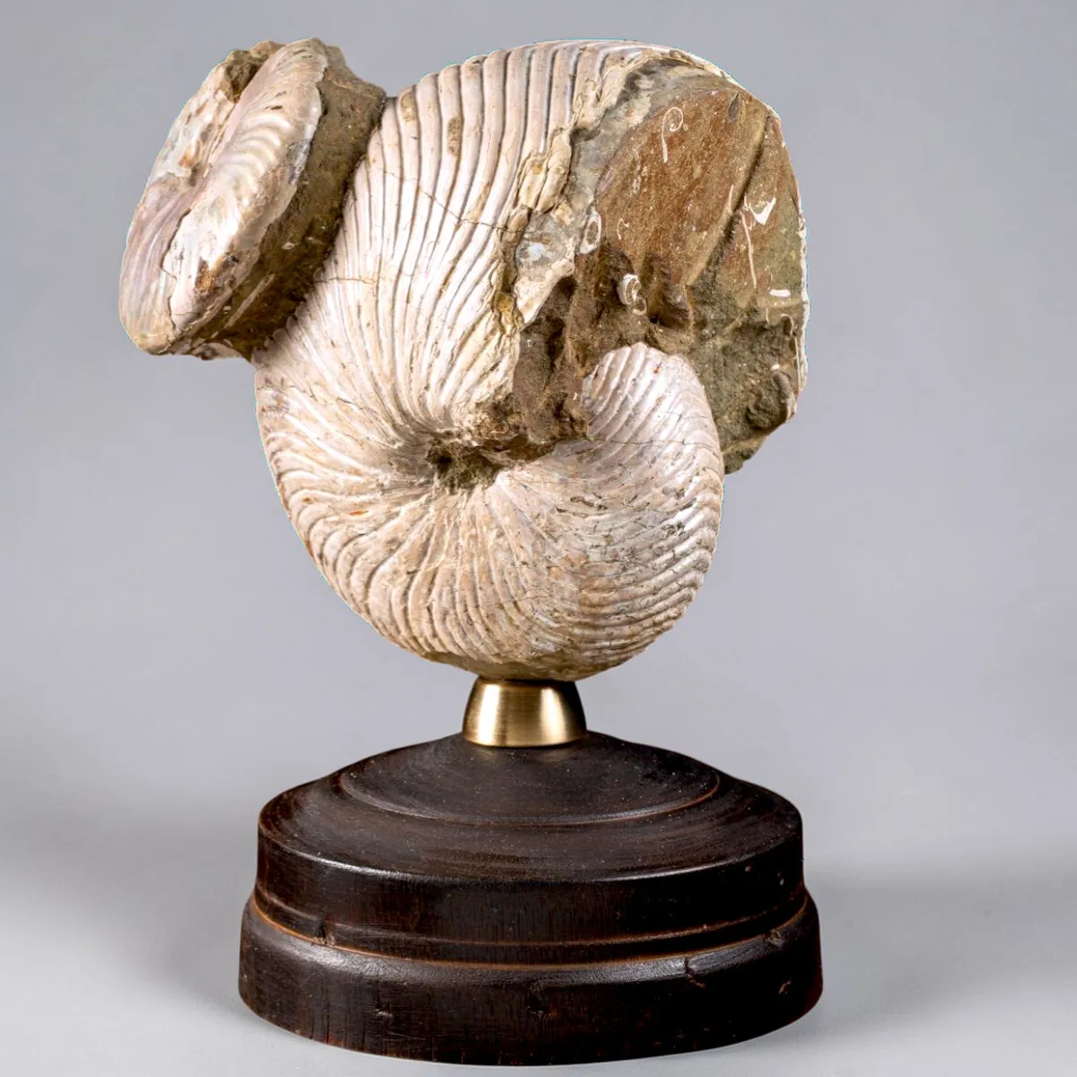 Nautilus fossile con ammonite Cleoniceras opalescente