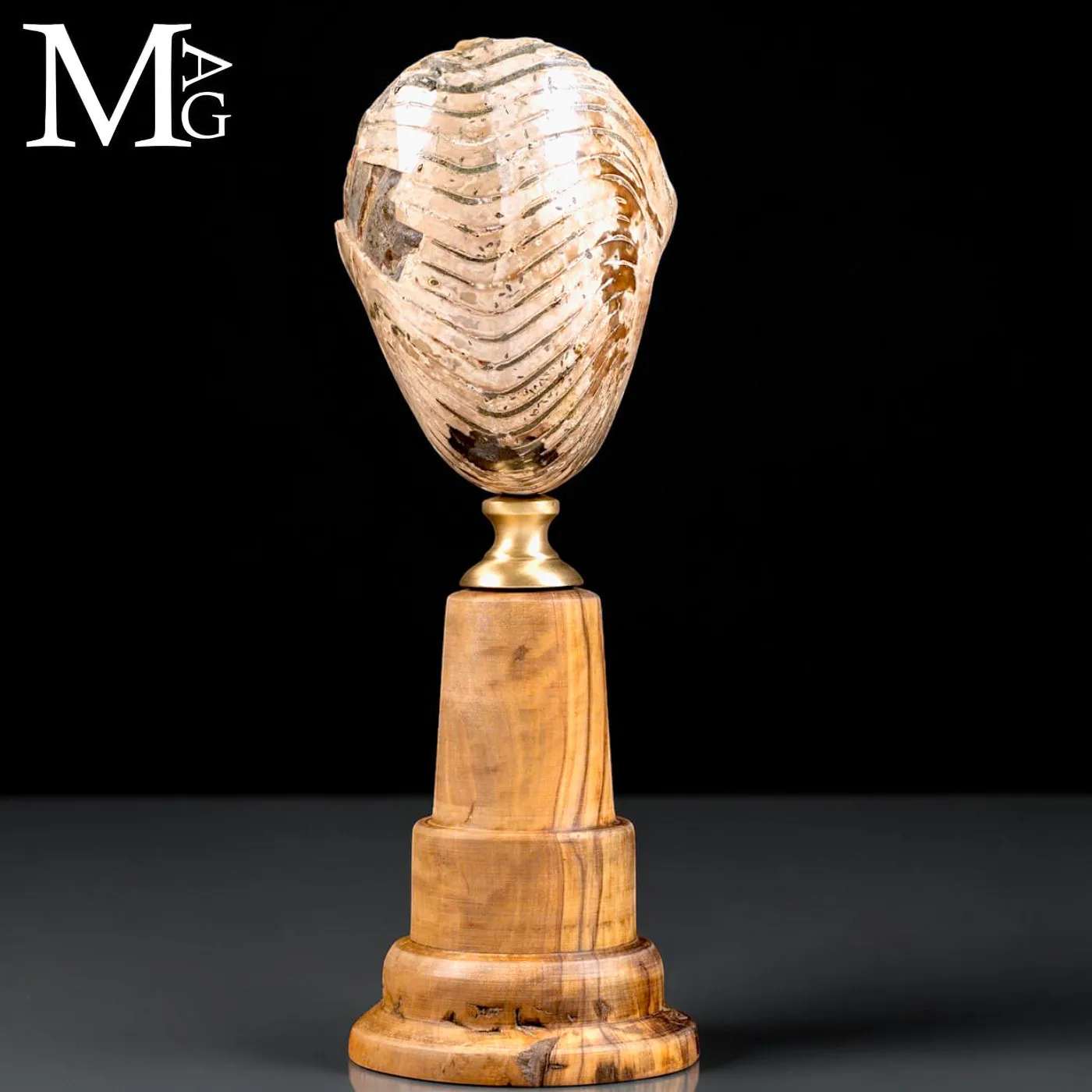 Nautilus fossile del Cretaceo – Cabinet de Curiosités.