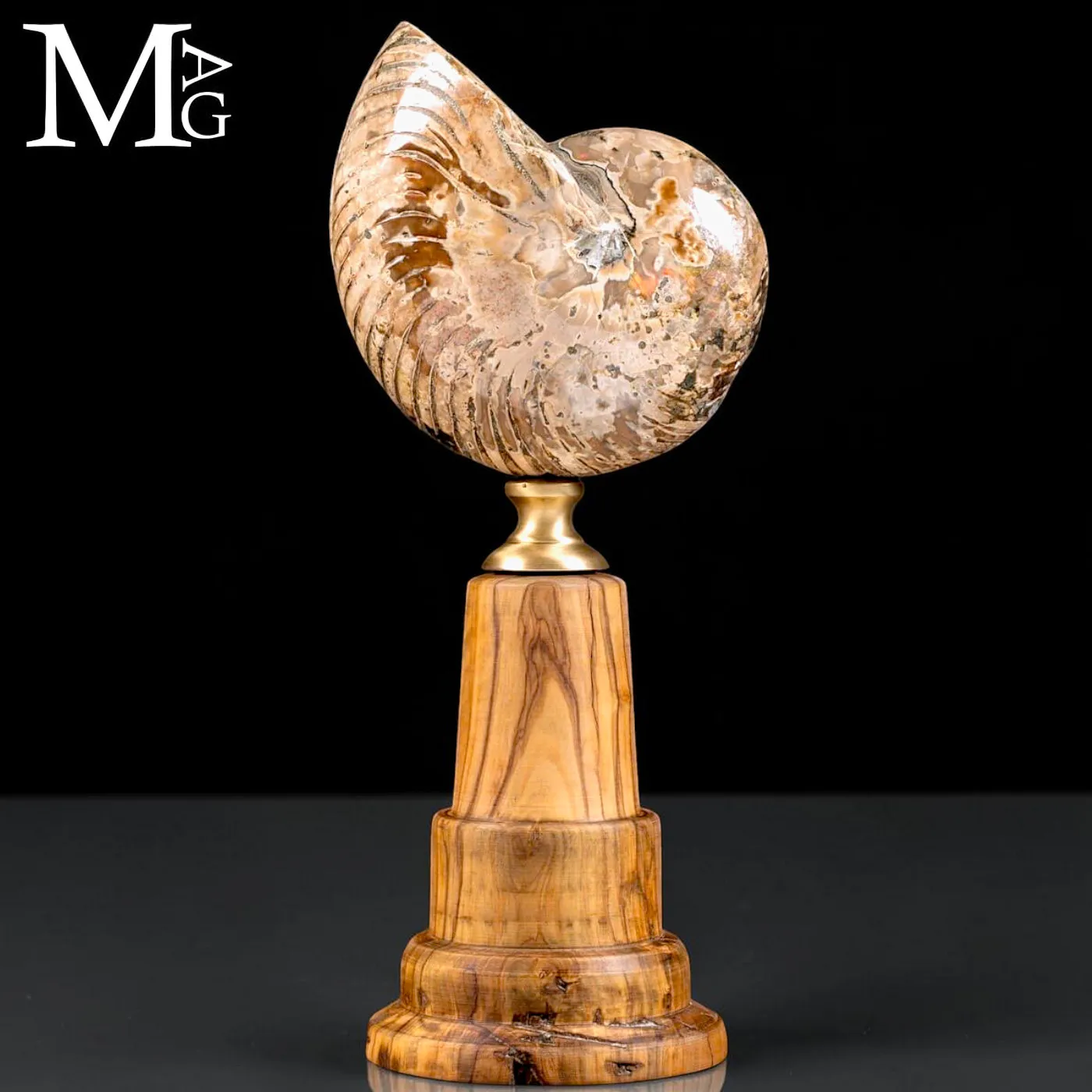 Nautilus fossile del Cretaceo – Cabinet de Curiosités.