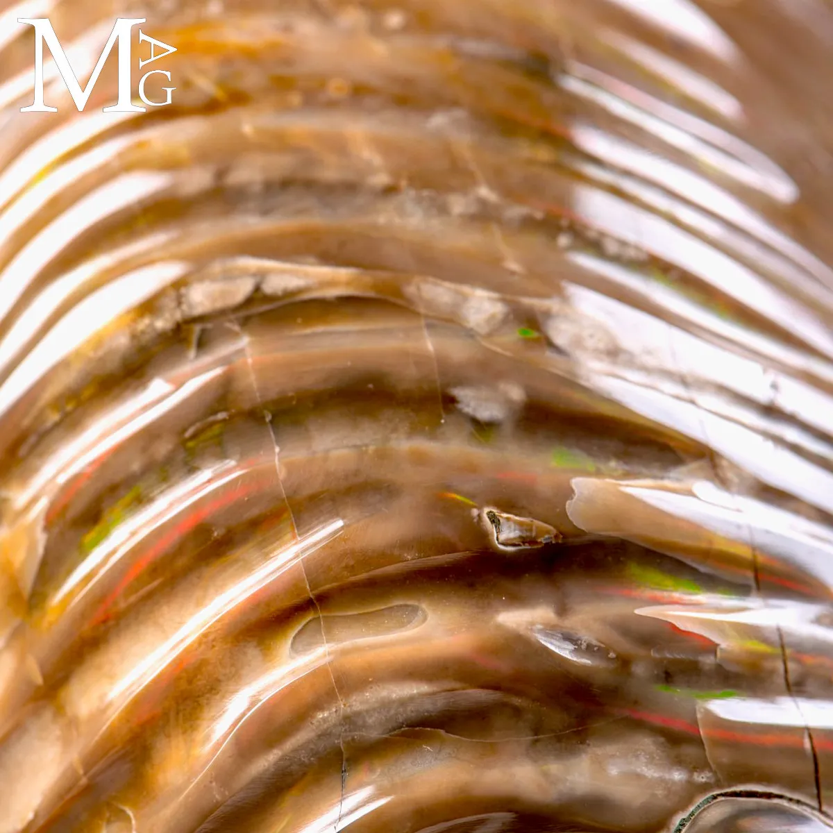 Nautilus fossile del Madagascar – Esemplare con Opalescente