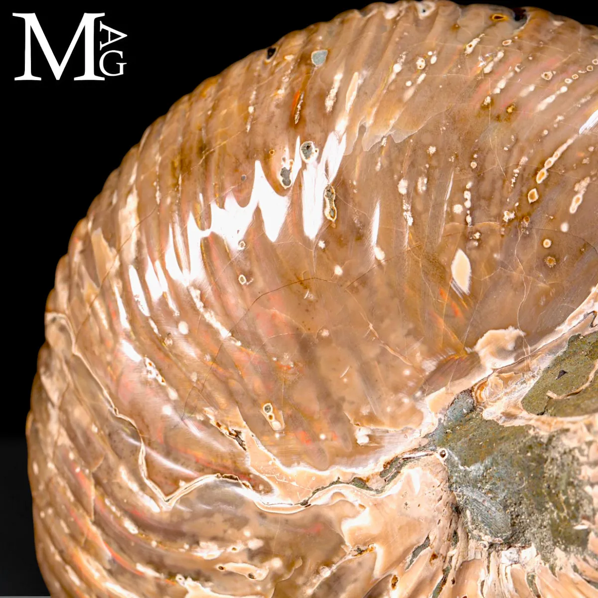 Nautilus fossile del Madagascar – Esemplare con Opalescente