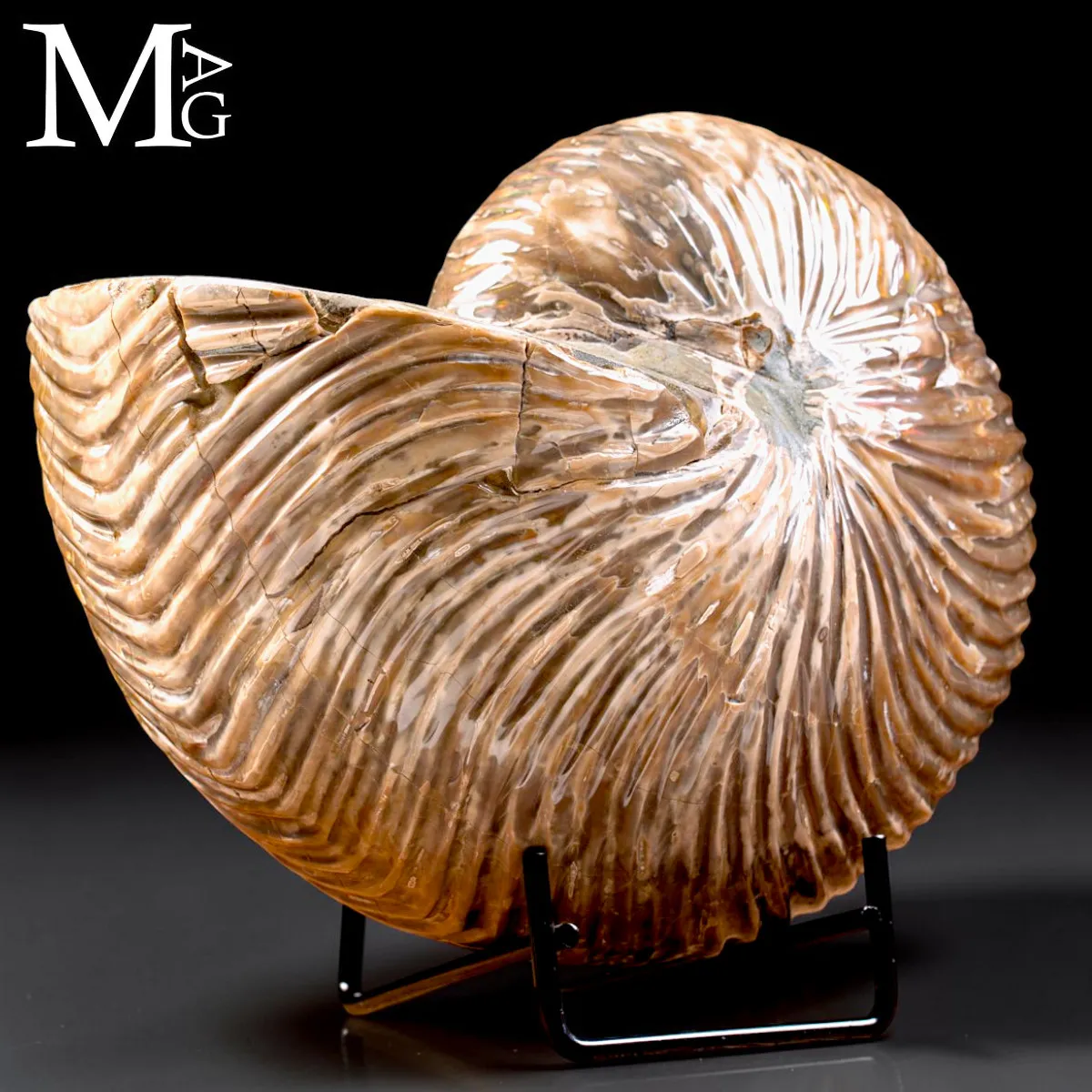 Nautilus fossile del Madagascar – Esemplare con Opalescente