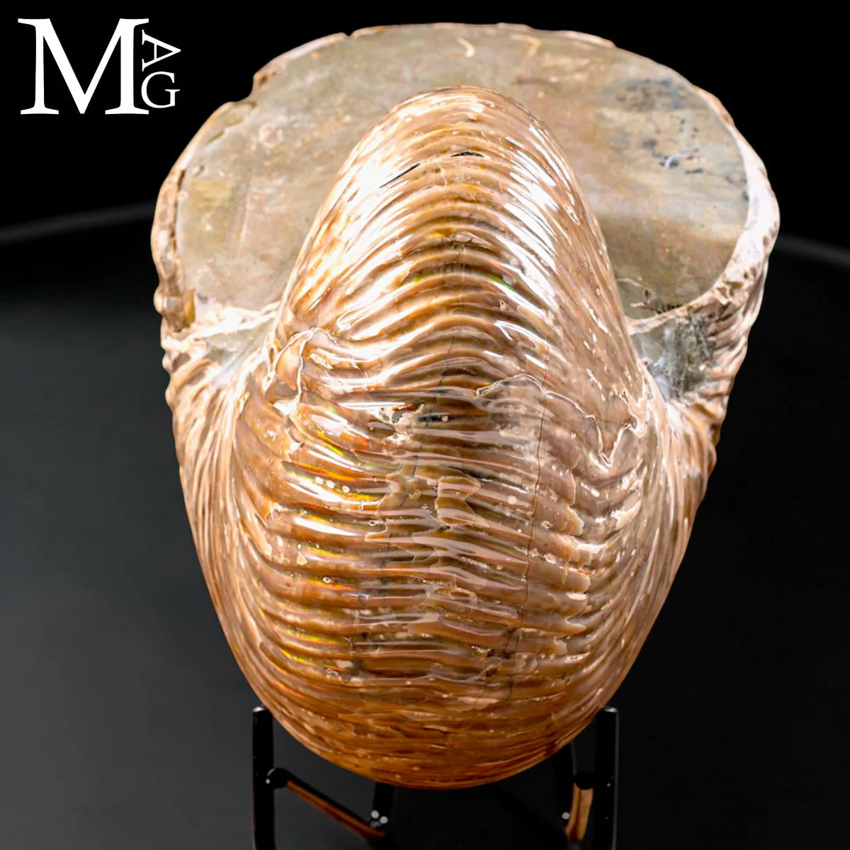 Nautilus fossile del Madagascar – Esemplare con Opalescente