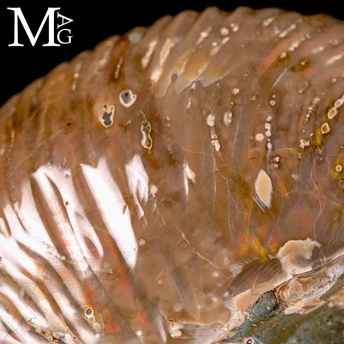 Nautilus fossile del Madagascar – Esemplare con Opalescente