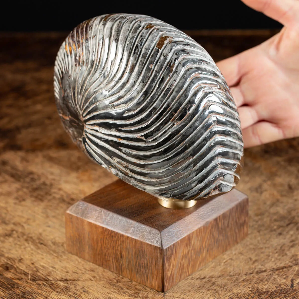 Nautiloide Fossile