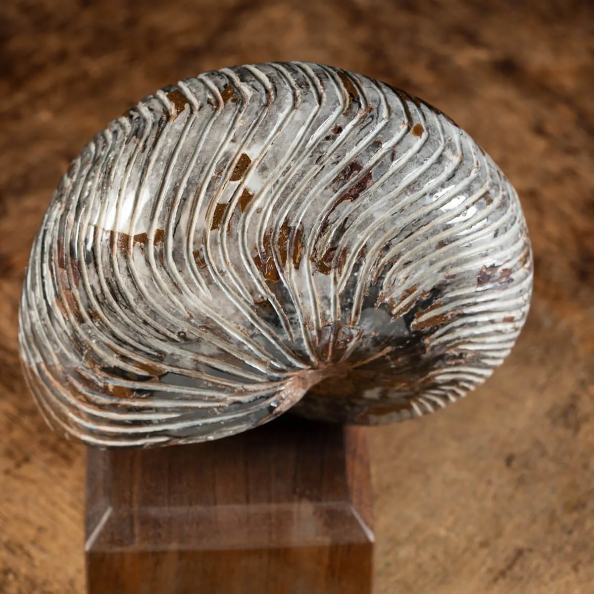 Nautiloide Fossile