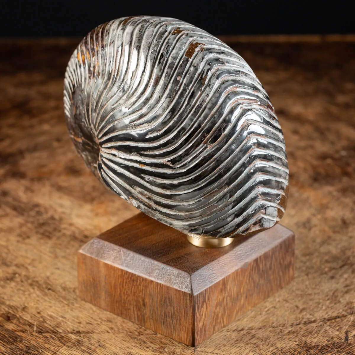 Nautiloide Fossile