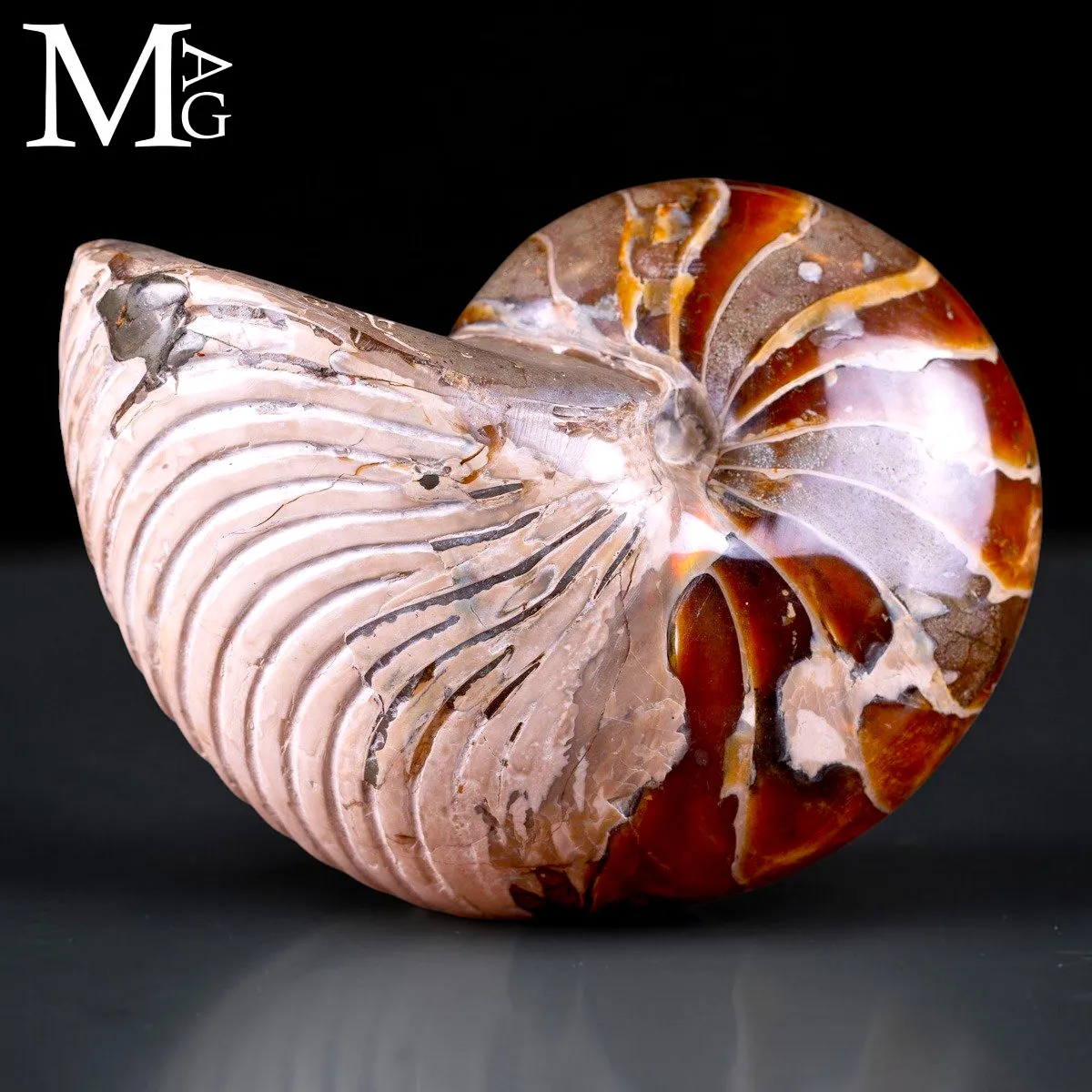 Nautilus fossile - Cymatoceras specie
