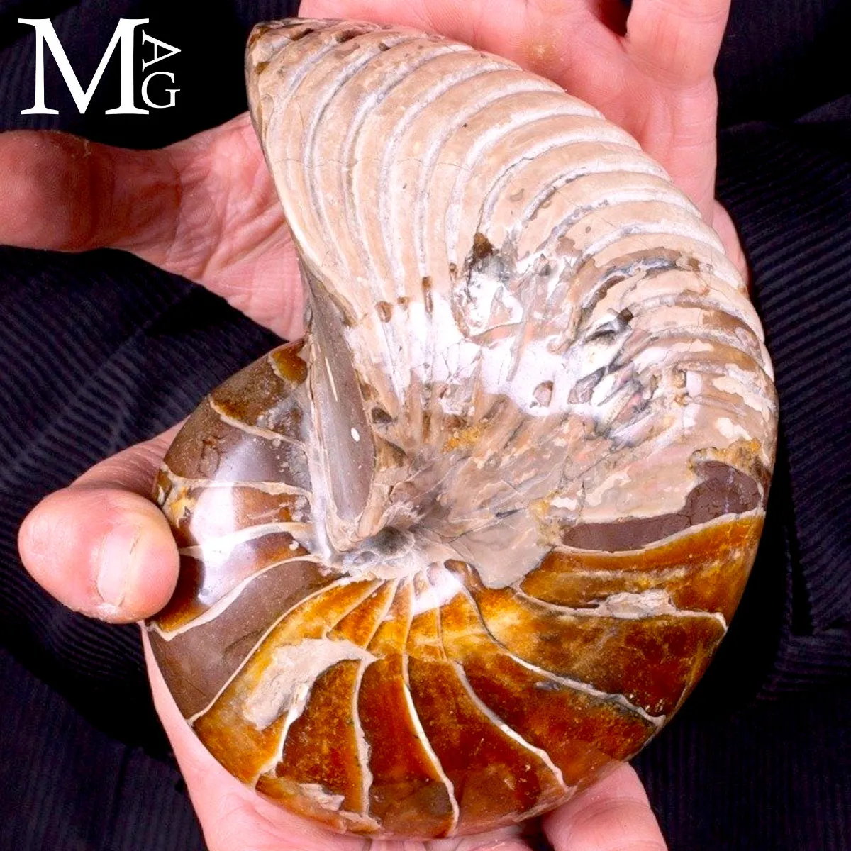 Nautilus fossile - Cymatoceras specie
