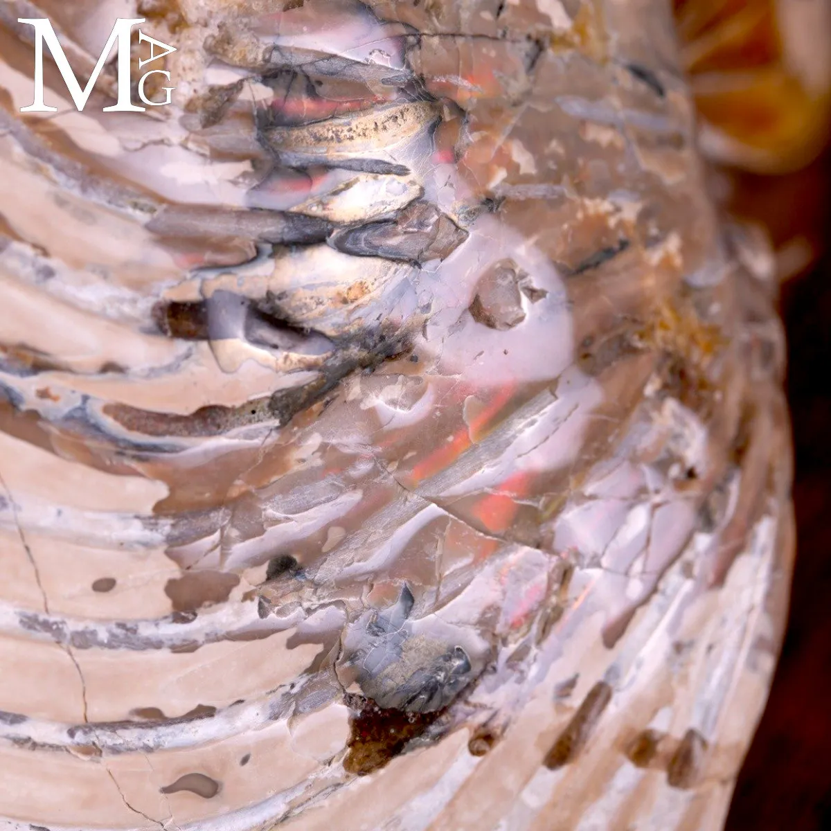 Nautilus fossile - Cymatoceras specie