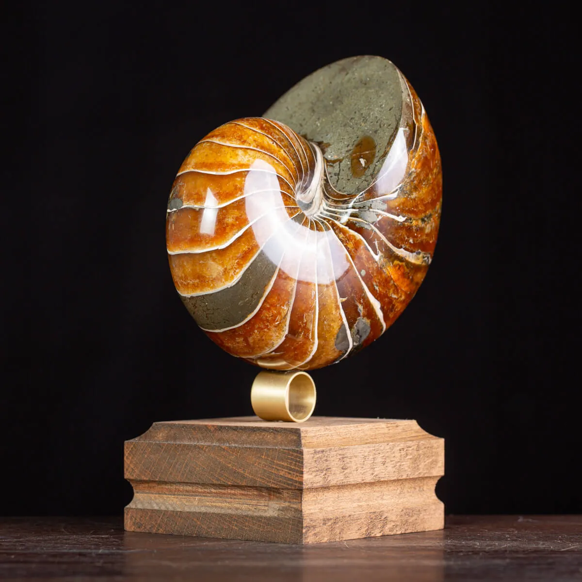 Nautilus Fossile: Eleganza Antica.