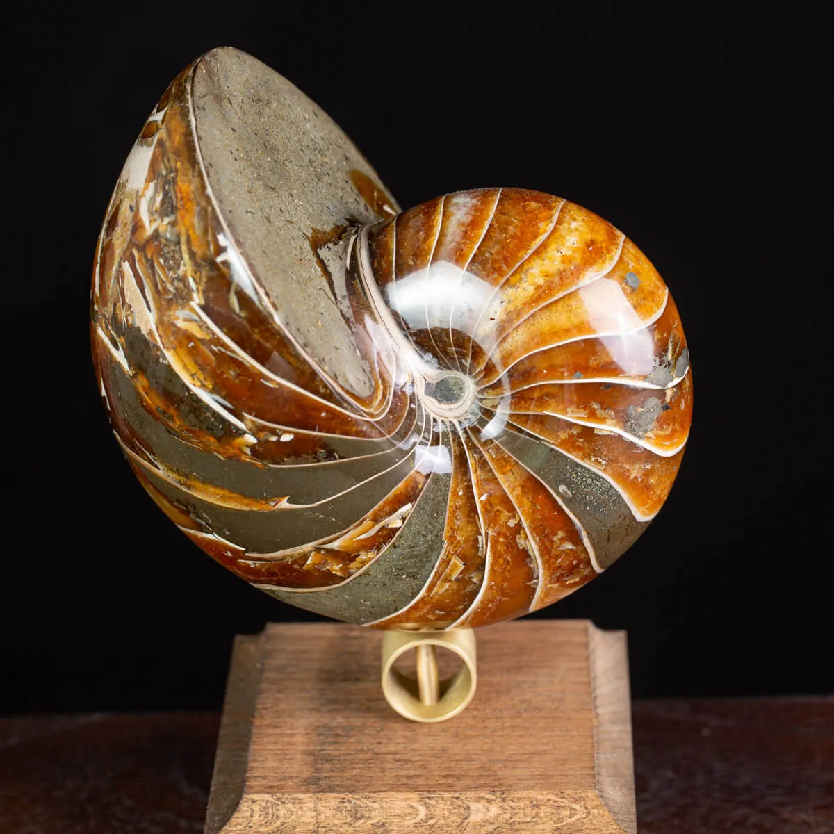 Nautilus Fossile: Eleganza Antica.