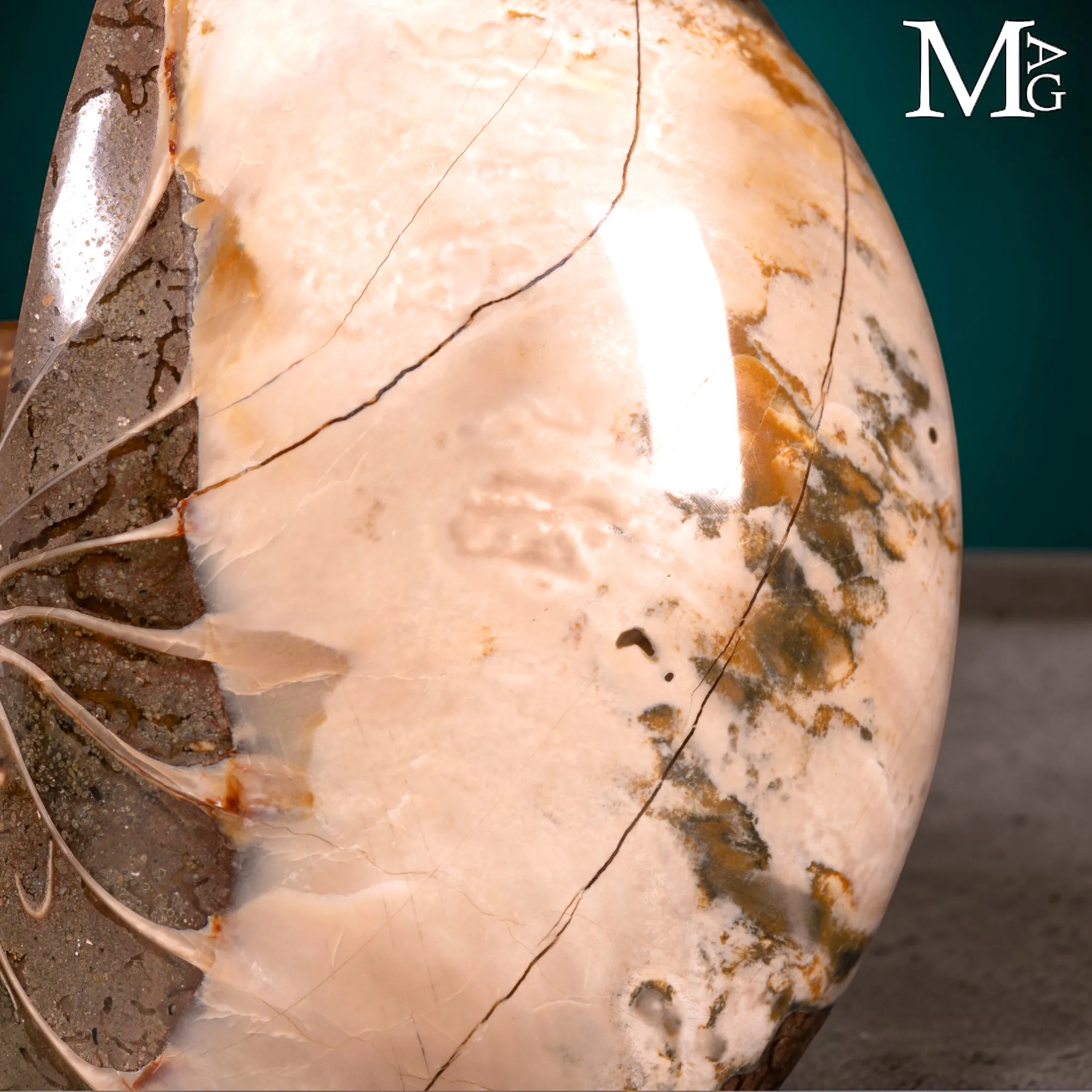 Nautilus Fossile – Arte Naturale.