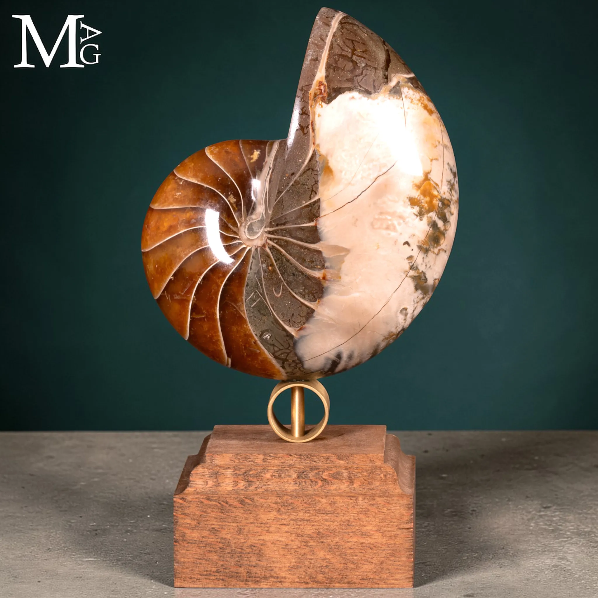Nautilus Fossile – Arte Naturale.