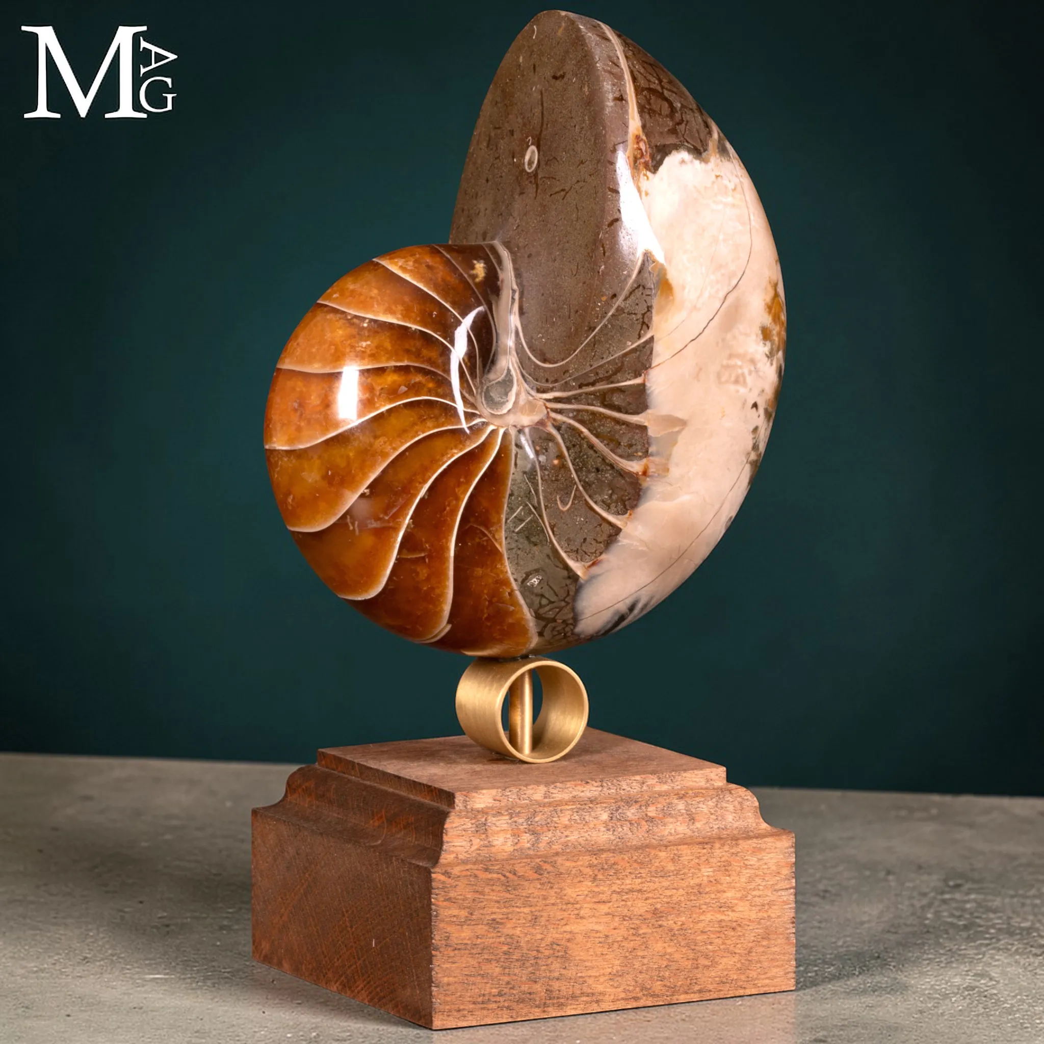 Nautilus Fossile – Arte Naturale.