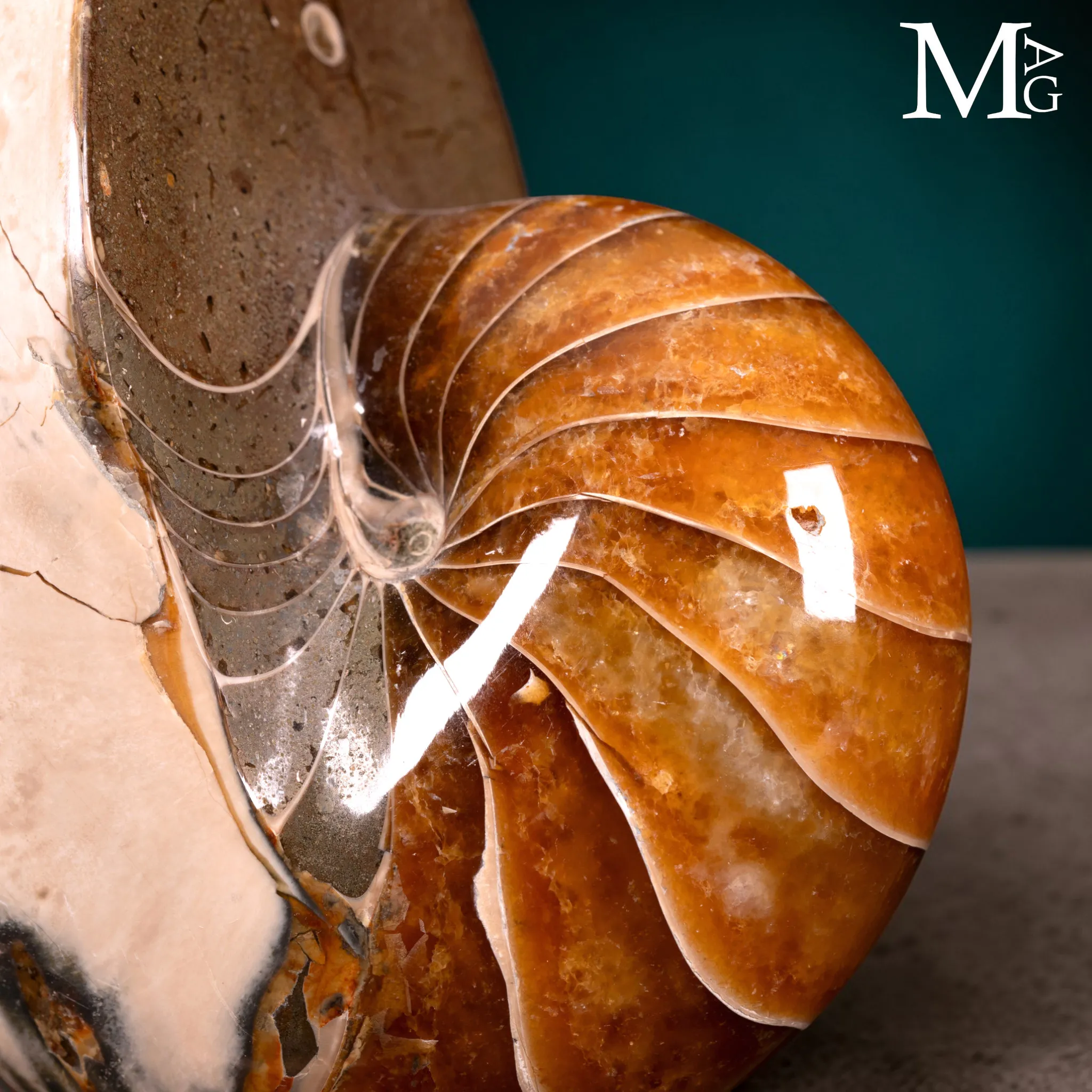 Nautilus Fossile – Arte Naturale.