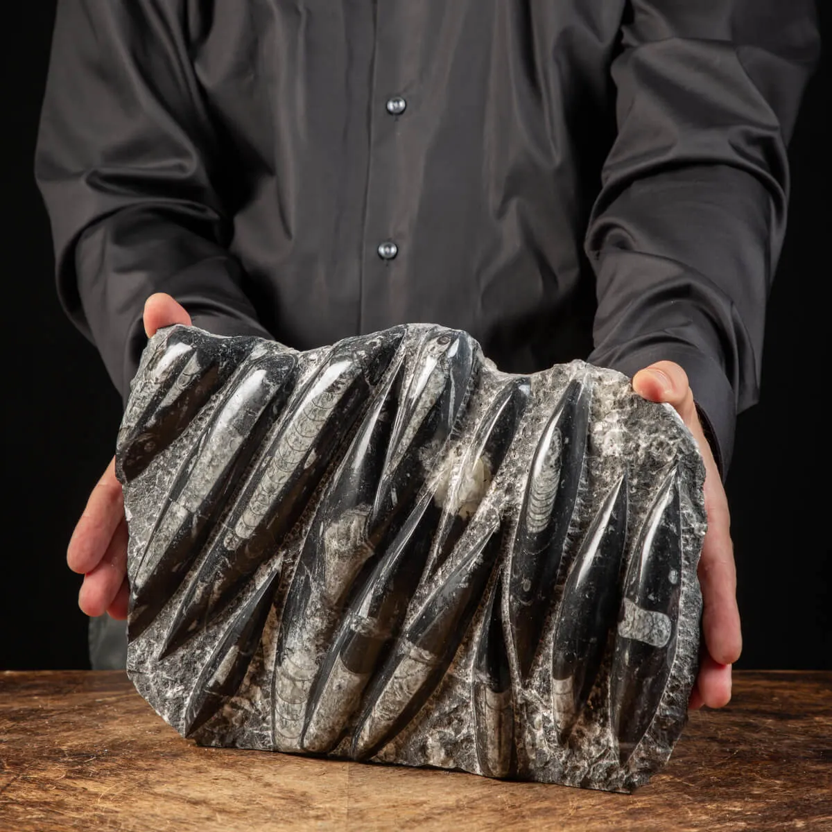 Lastra con Orthoceras Fossili