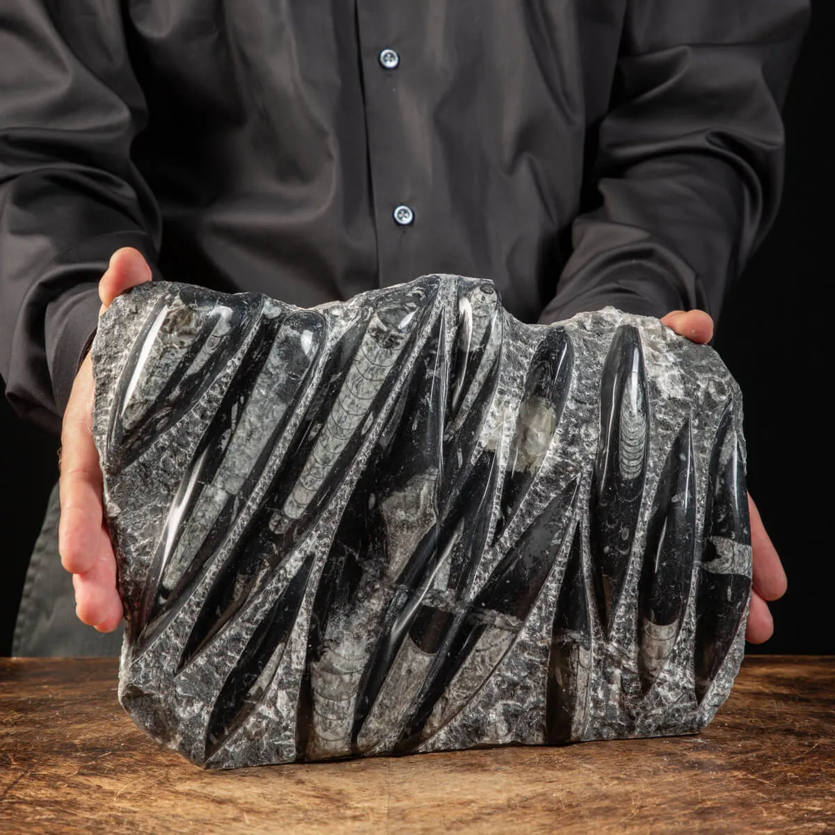Lastra con Orthoceras Fossili